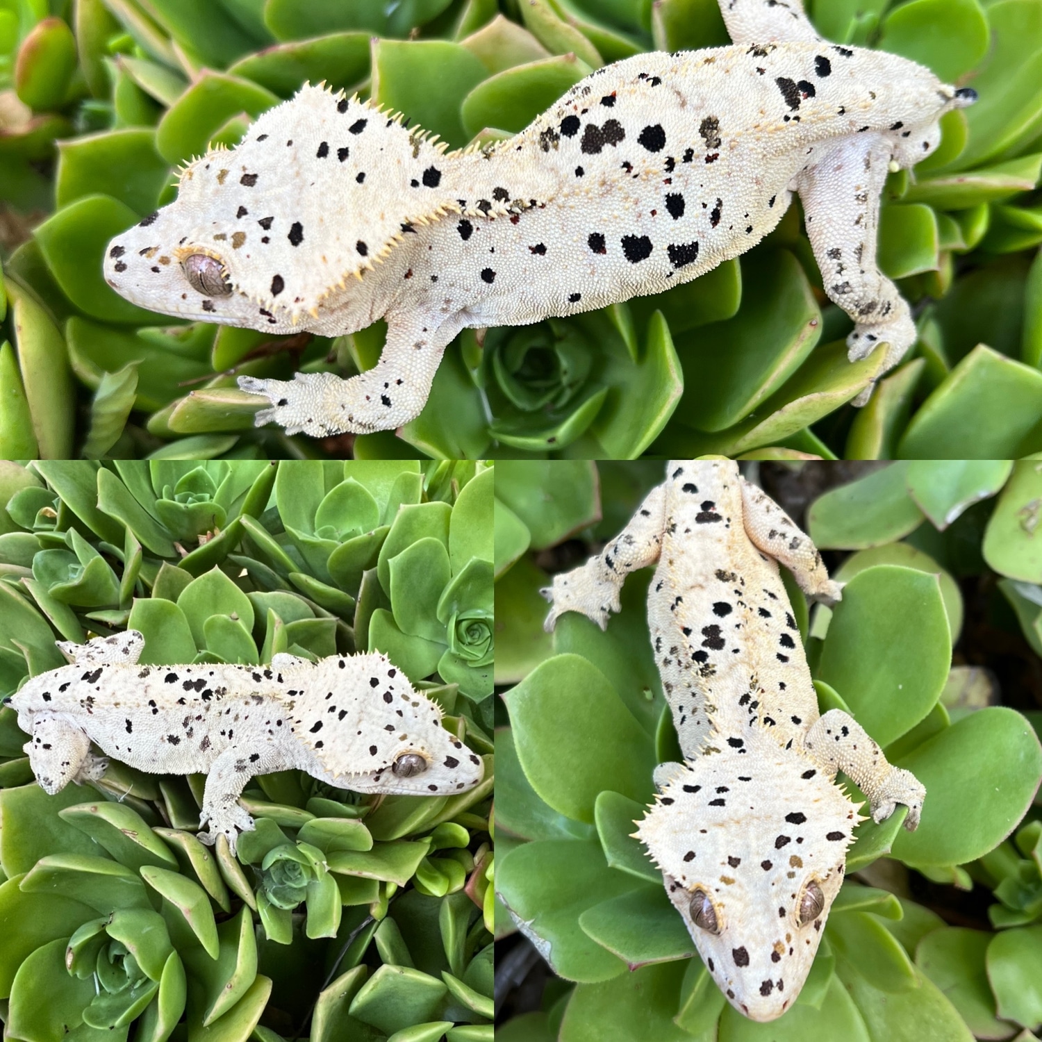 Super Dalmatian Crested Gecko