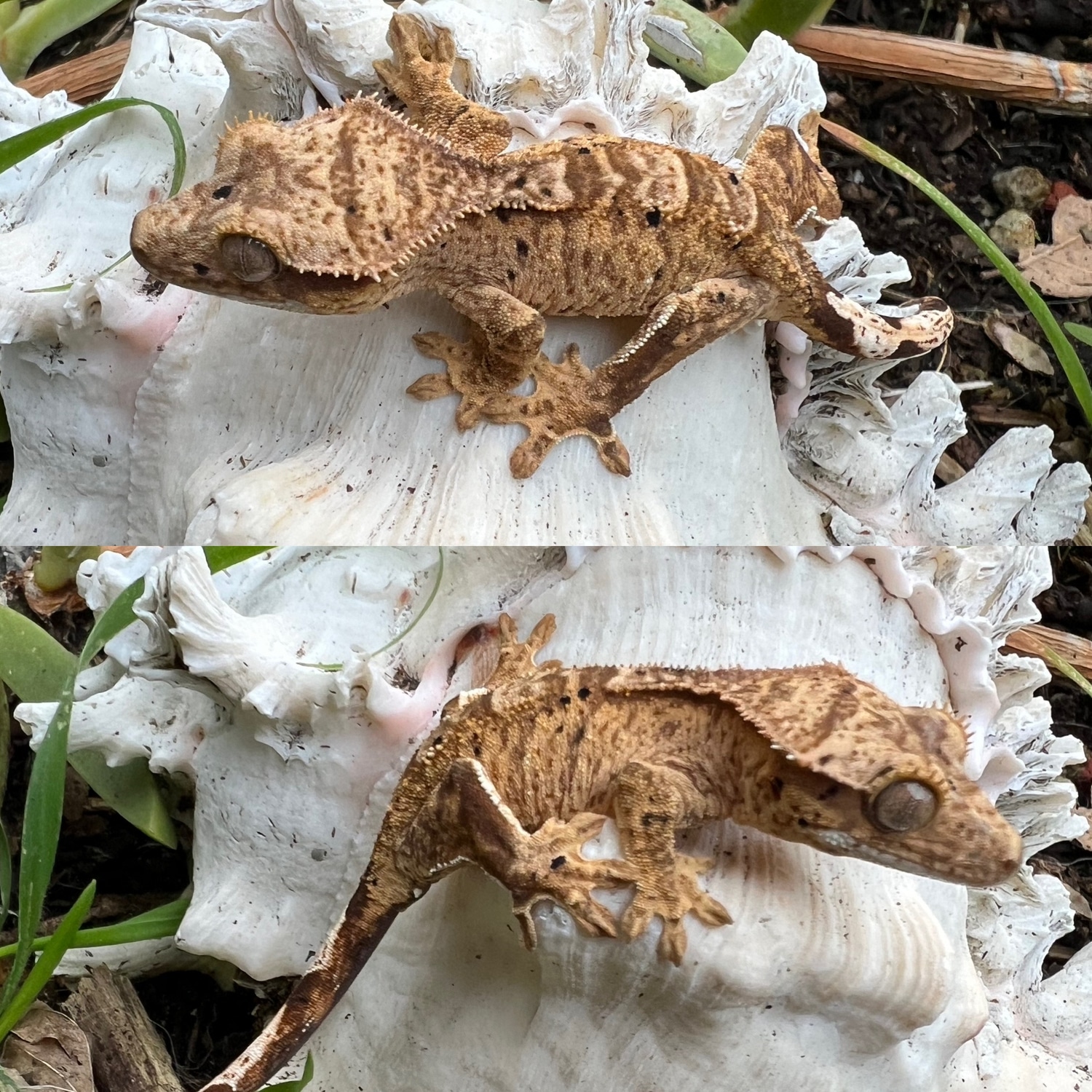 Light Based Dalmatian Crested Gecko by Spring Loaded Cresties MorphMarket