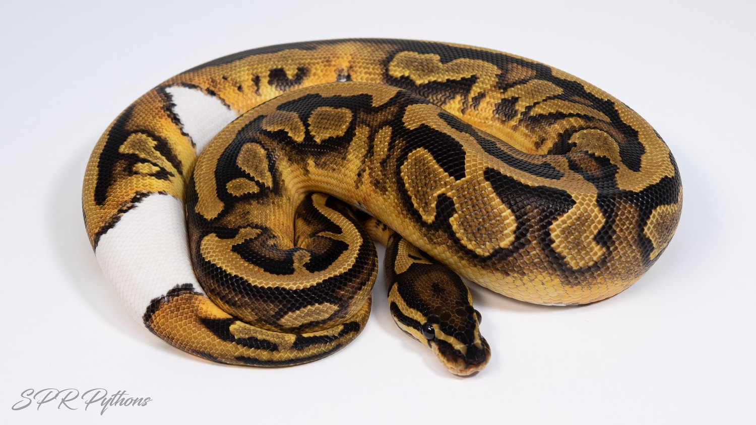 Pied Ball Python by Solely Pied Royal Pythons - MorphMarket