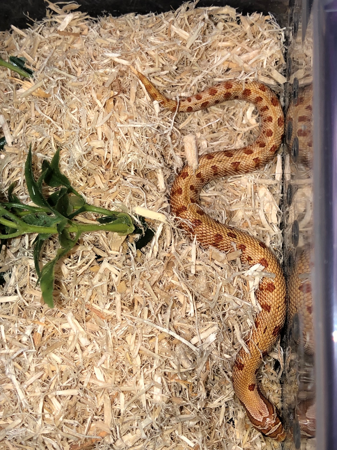 Toffee Conda Western Hognose by Christopher and Courtney Hobbs Exotic