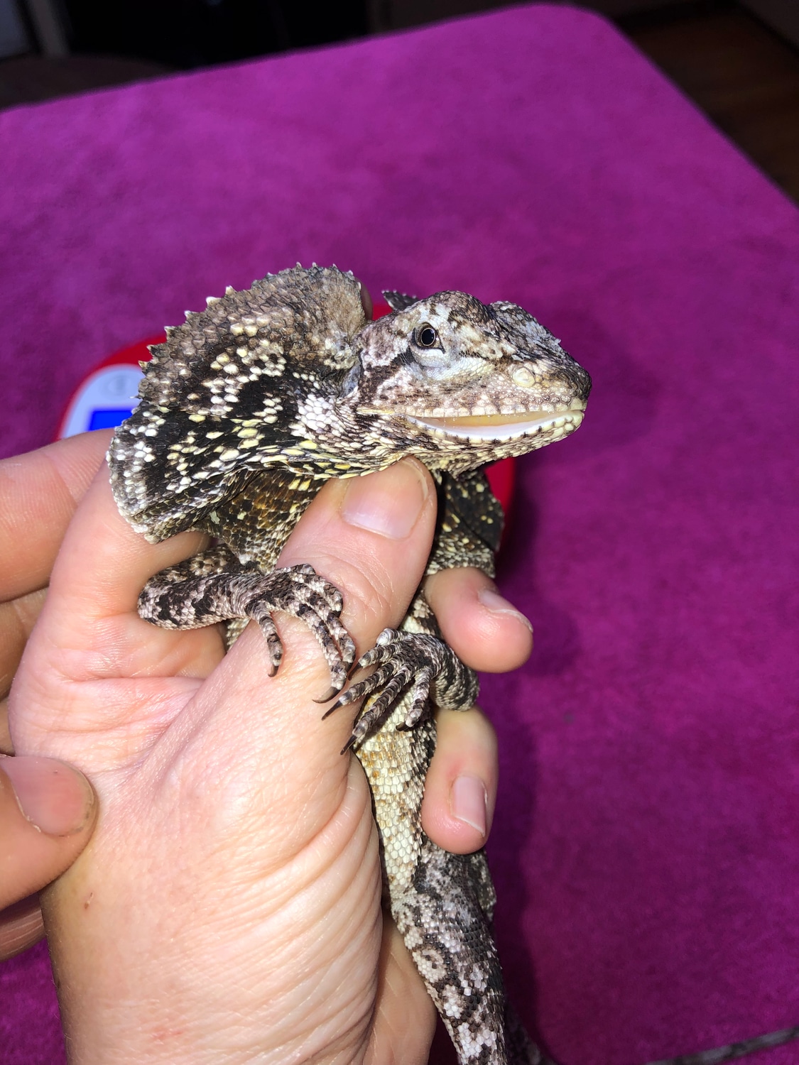 Frilled More Lizard by Hobbs Exotic Reptiles MorphMarket