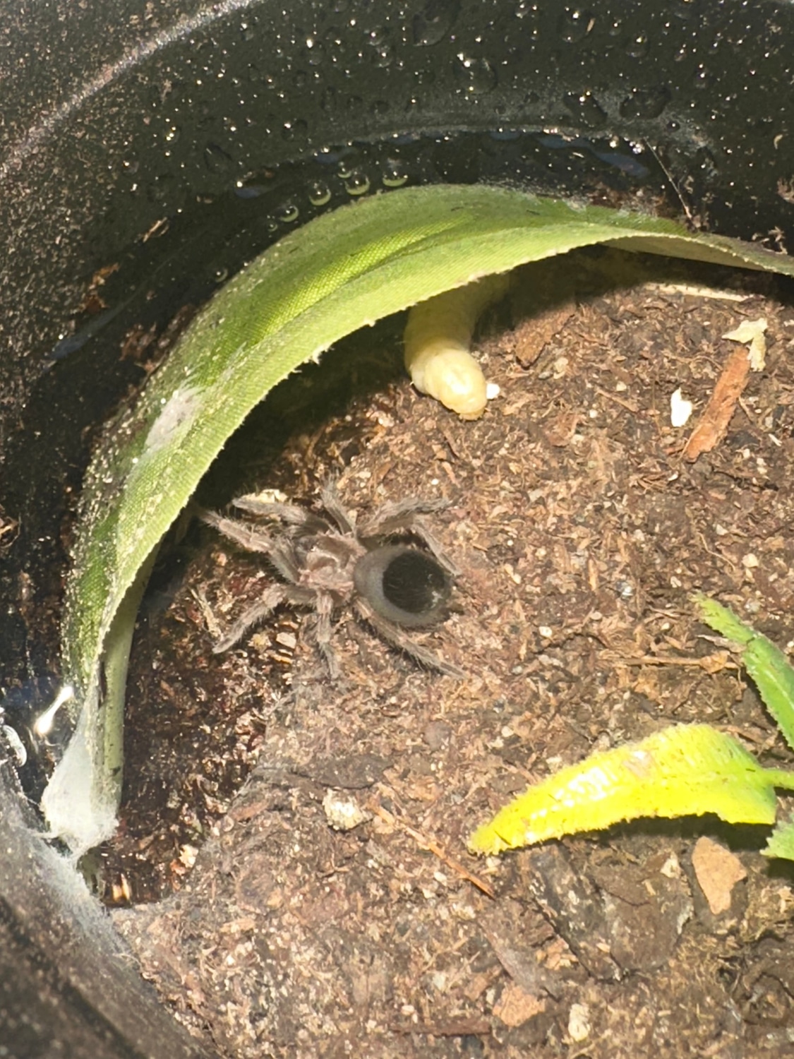 Mexican Red Knee Slings Tarantula by Hobbs Exotic Reptiles MorphMarket