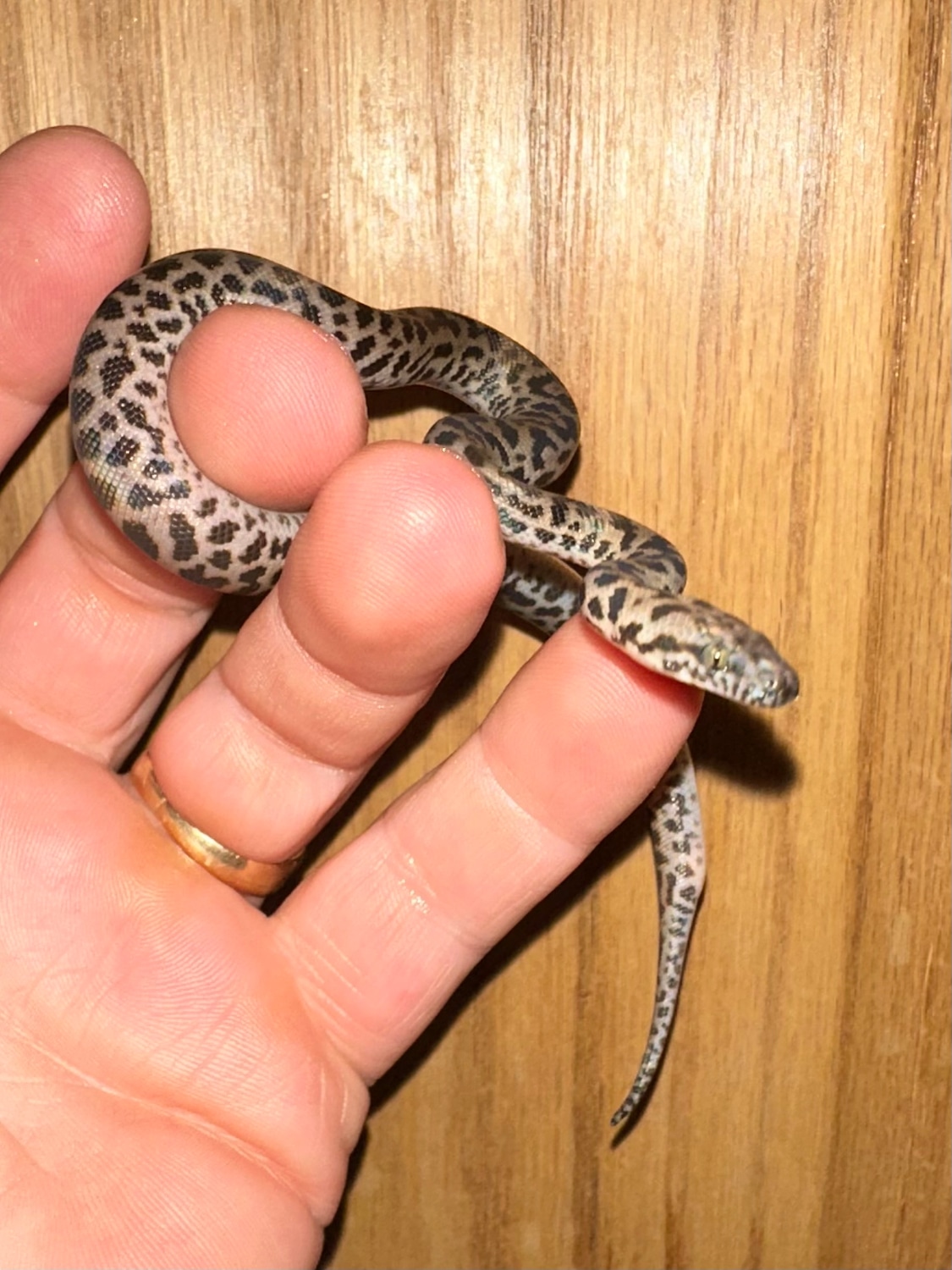 Spotted Python by Hobbs Exotic Reptiles MorphMarket