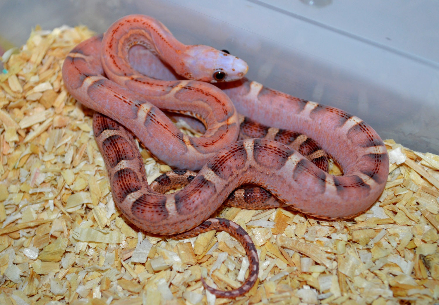 Pied Bloodred Scaleless Corn Snake by Susie Q's Scaleless Corn Snakes ...