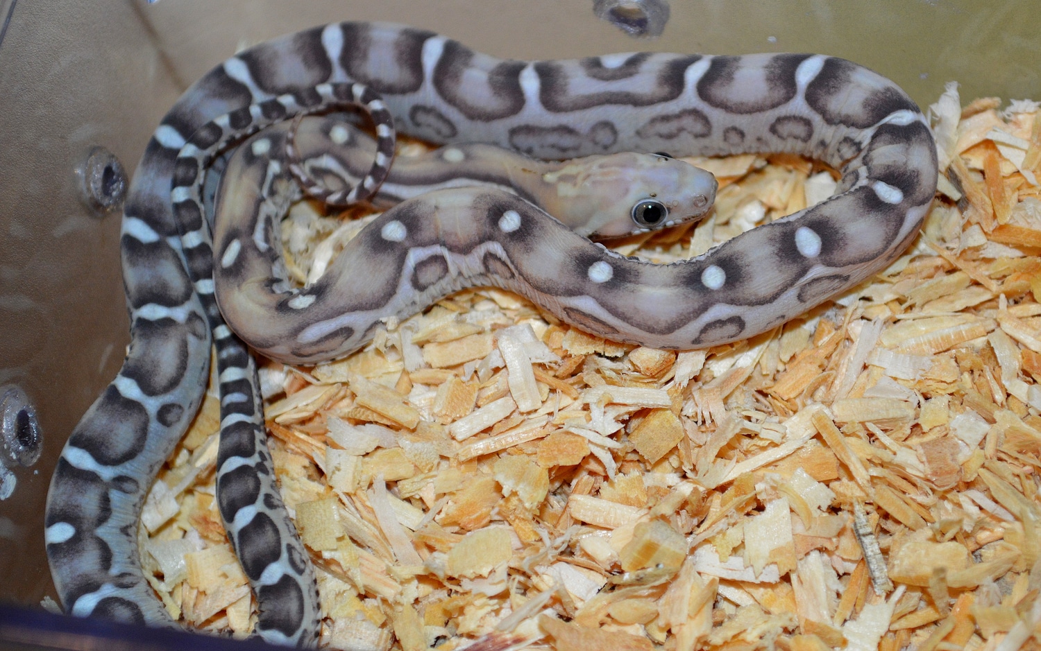 Scaleless Caramel Anery Corn Snake by Susie Q's Scaleless Corn Snakes ... Scaleless Corn Snake Price