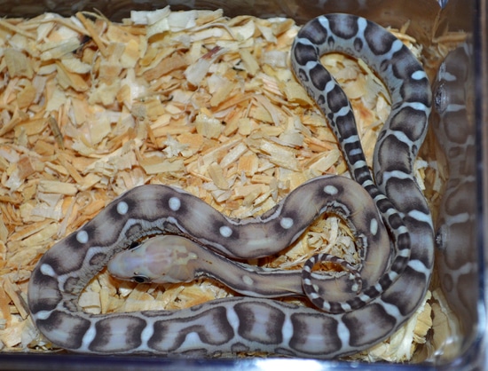 Scaleless Caramel Anery Corn Snake by Susie Q's Scaleless Corn Snakes ... Scaleless Corn Snake Price