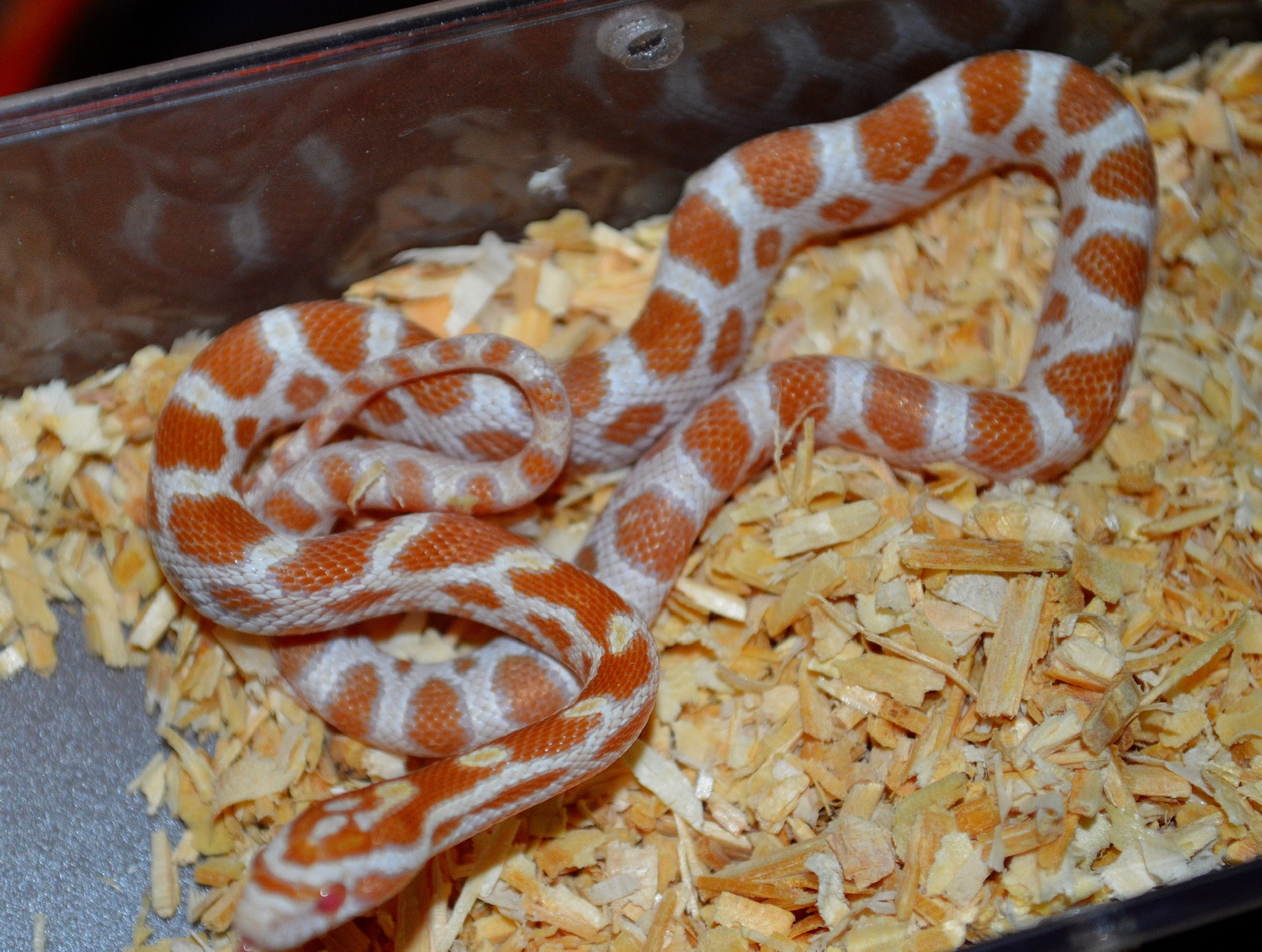 Butter Het Scaleless Pos Het Hypo Lavender Anery Bloodred (Free ...