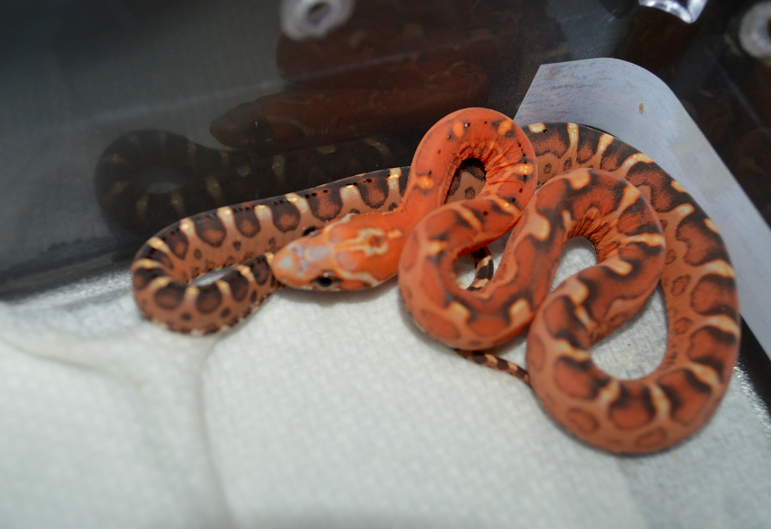 Aberrant Masque Scaleless Pos Het Amel Bloodred Hypo Lavender Anery ...