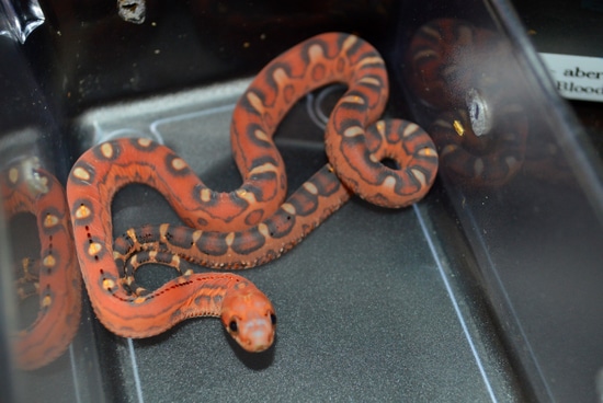 Aberrant Masque Scaleless Pos Het Amel Bloodred Hypo Lavender Anery ...