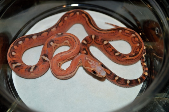 Aberrant Okeetee Scaleless Pos Het Amel Hypo Lavender Anery Corn Snake ...