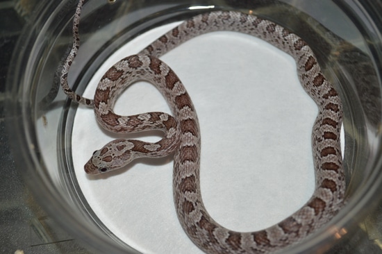 Cinder Diffused Het Scaleless Het Lava Pos Het Amel Corn Snake by Susie ...