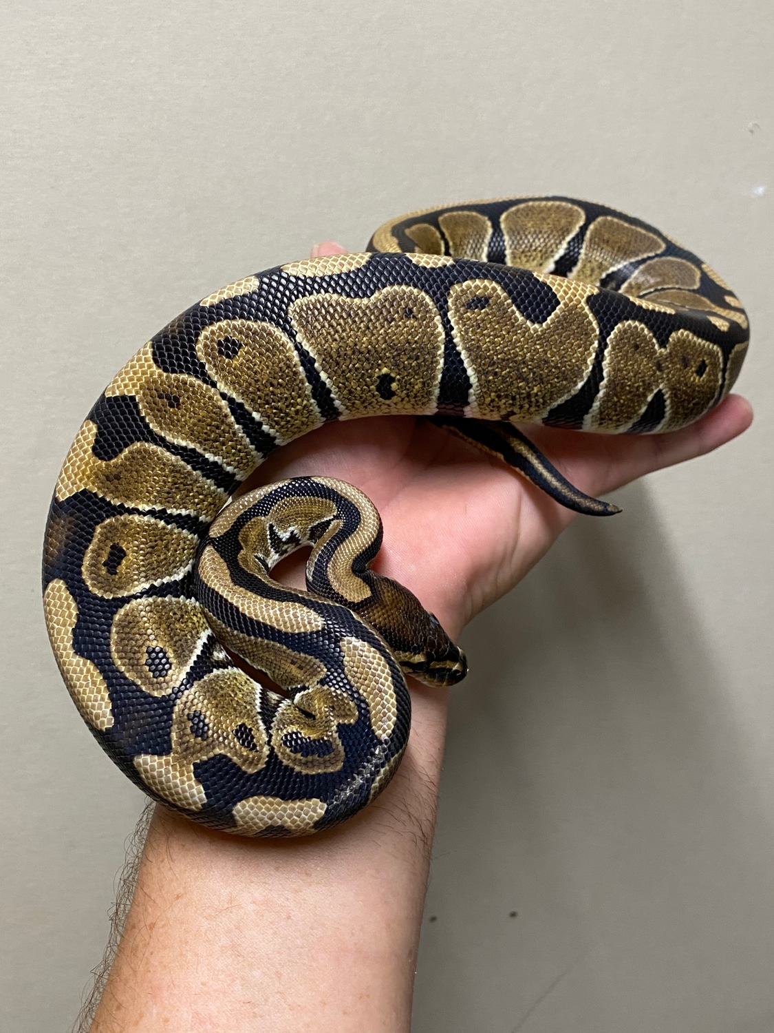 Het Sunset Ball Python by SR Pythons - MorphMarket