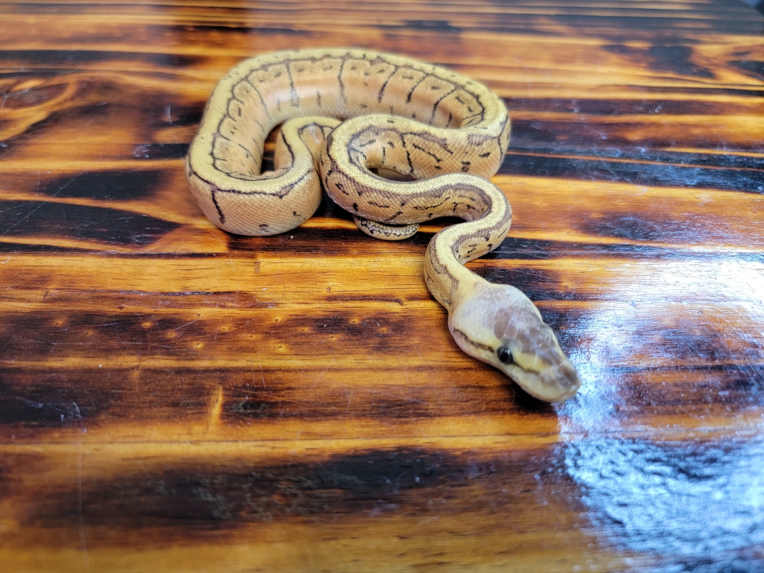 Killer Blast Ball Python by SRK Reptiles - MorphMarket