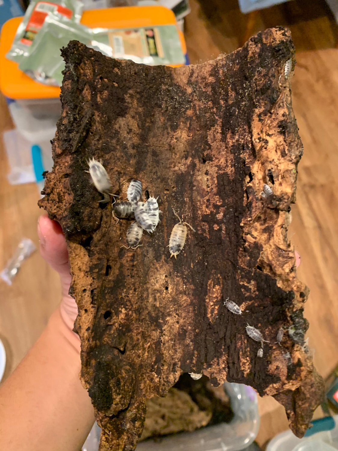 Dairy Cows Isopod by Dragons Of The World MorphMarket