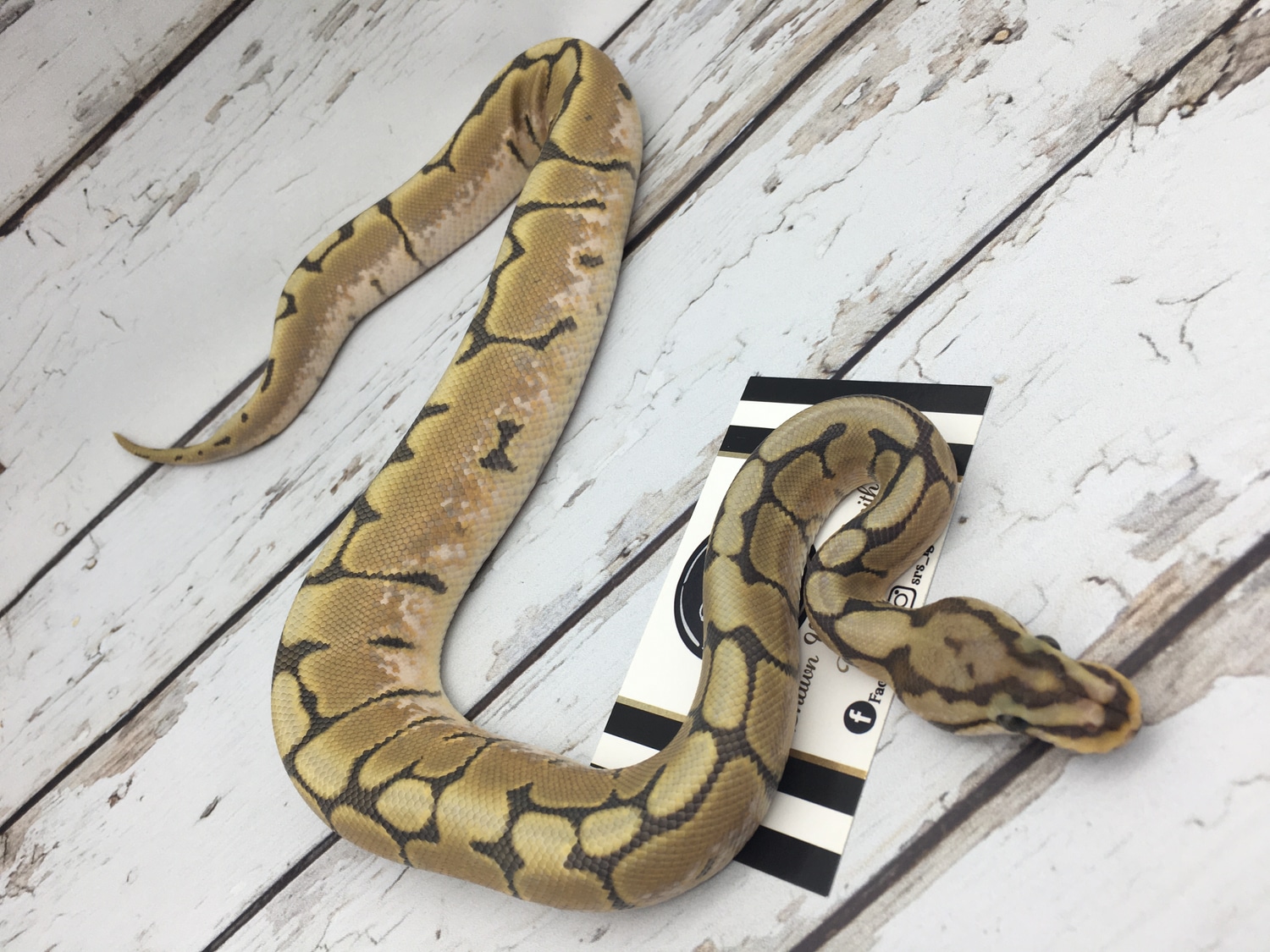 Spider Ghost Ball Python by Srs Exotics - MorphMarket