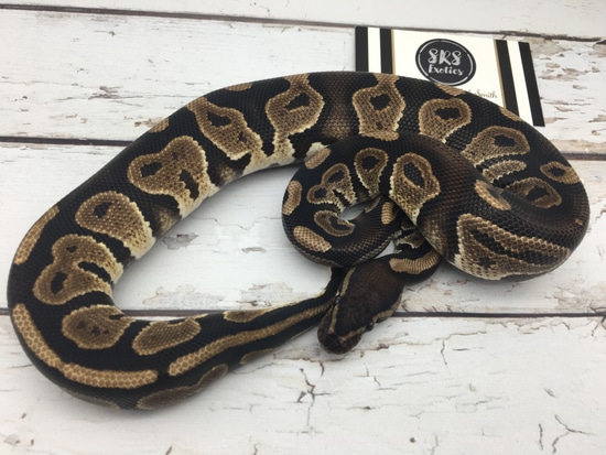 Raven Ball Python by Srs Exotics