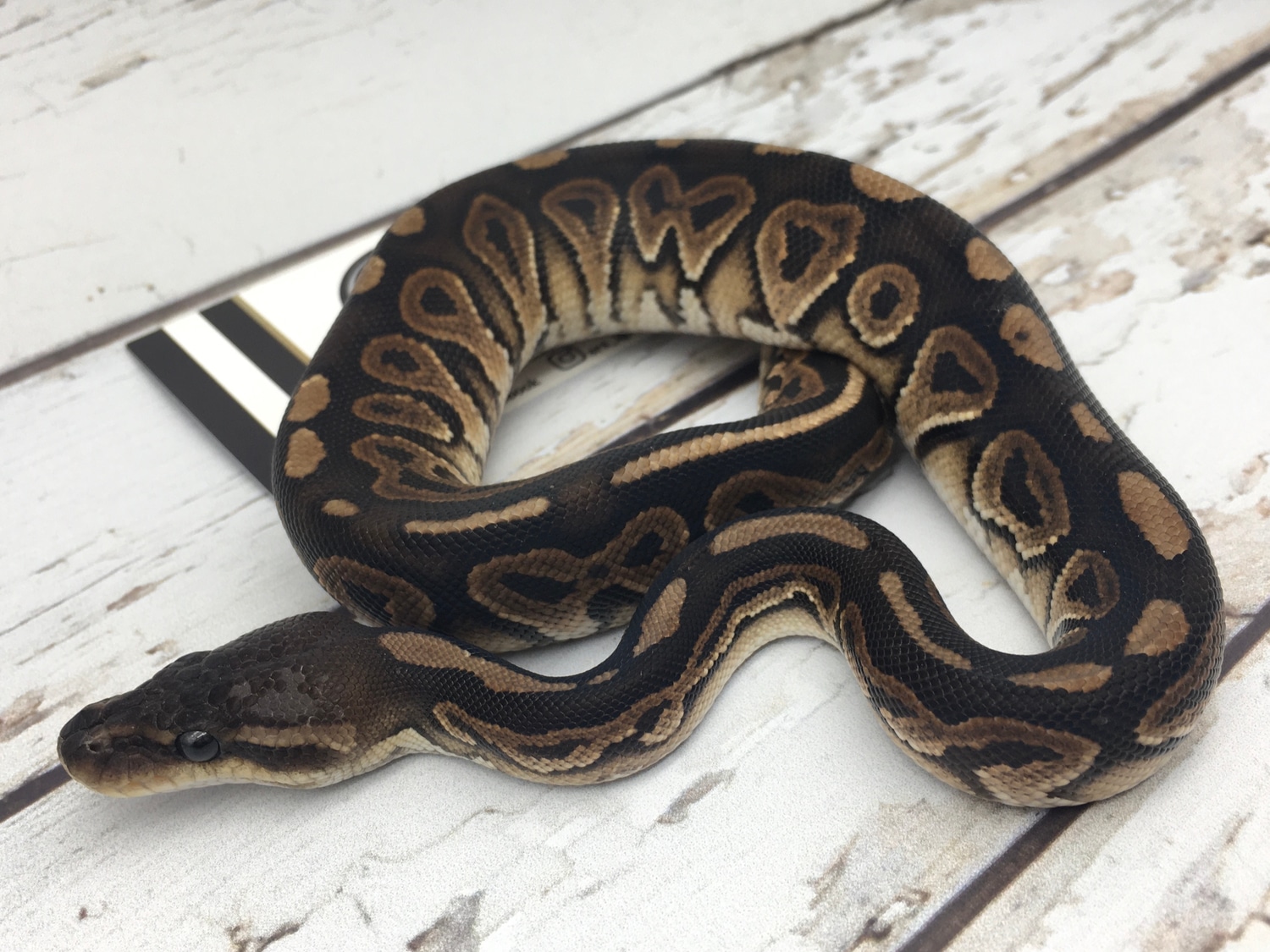 Cinnamon Het Sunset Ball Python by Srs Exotics - MorphMarket
