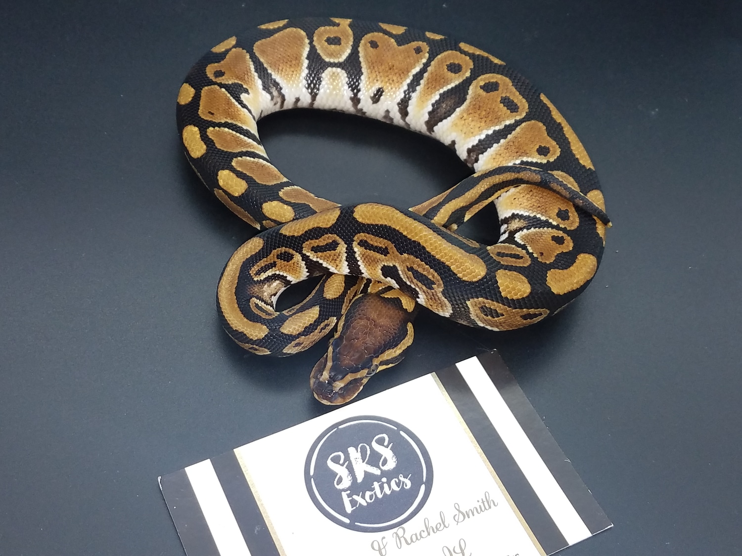 Het Sunset Ball Python by Srs Exotics - MorphMarket