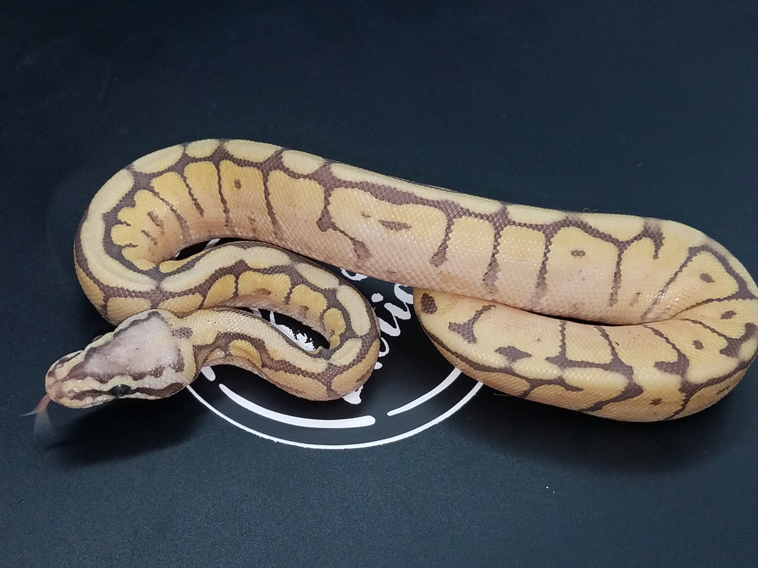 Pastel Mojave Spider Ghost Ball Python by Srs Exotics - MorphMarket