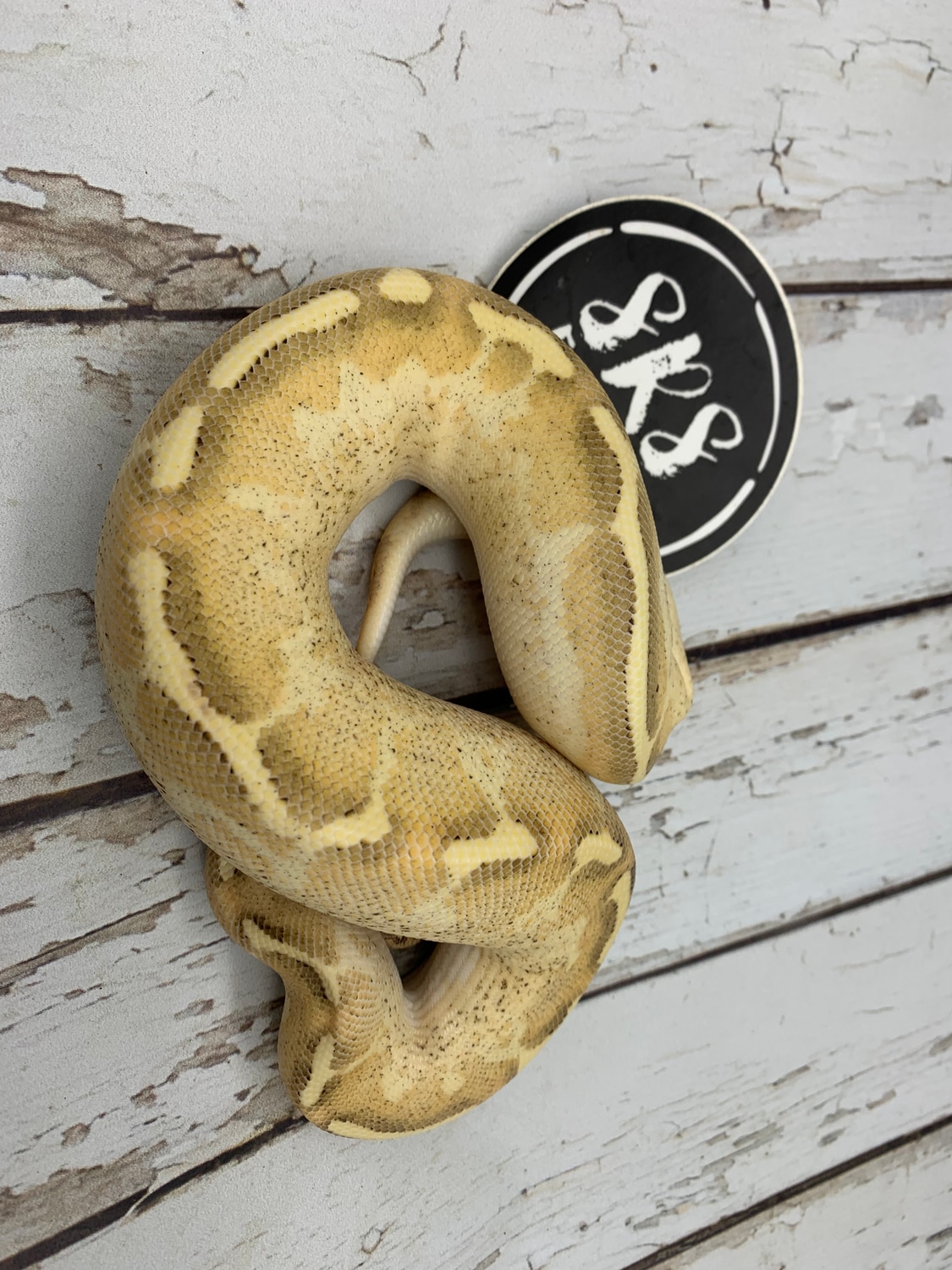 Pastel Enchi Freeway Ball Python by Srs Exotics MorphMarket