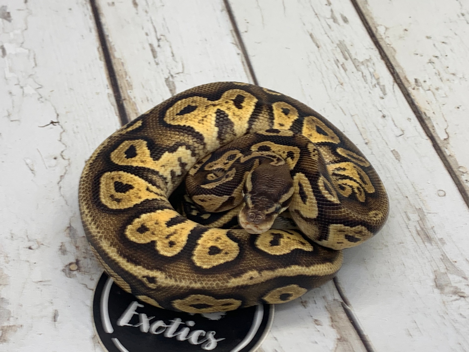 Pastel Disco Blackhead Ball Python by Srs Exotics MorphMarket