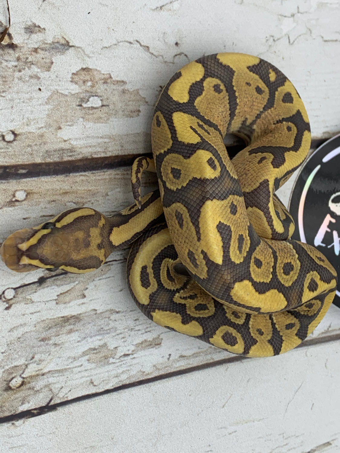 Vanilla Hypo Het DG Ball Python by Srs Exotics - MorphMarket