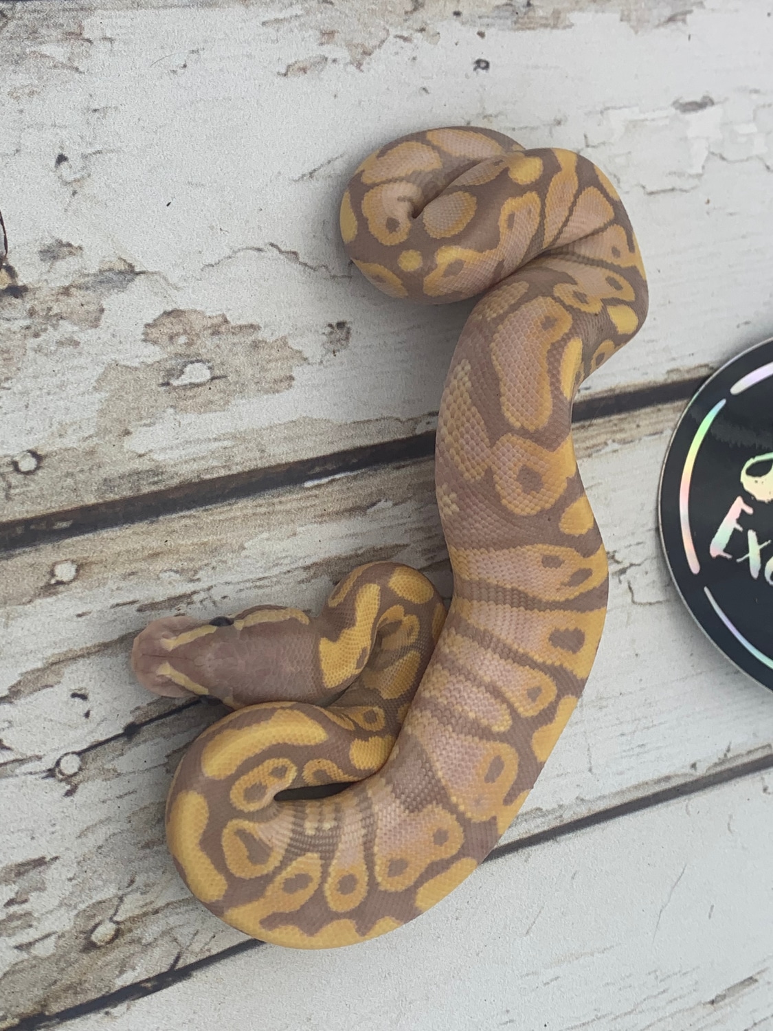 Banana Asphalt Ball Python by Srs Exotics MorphMarket