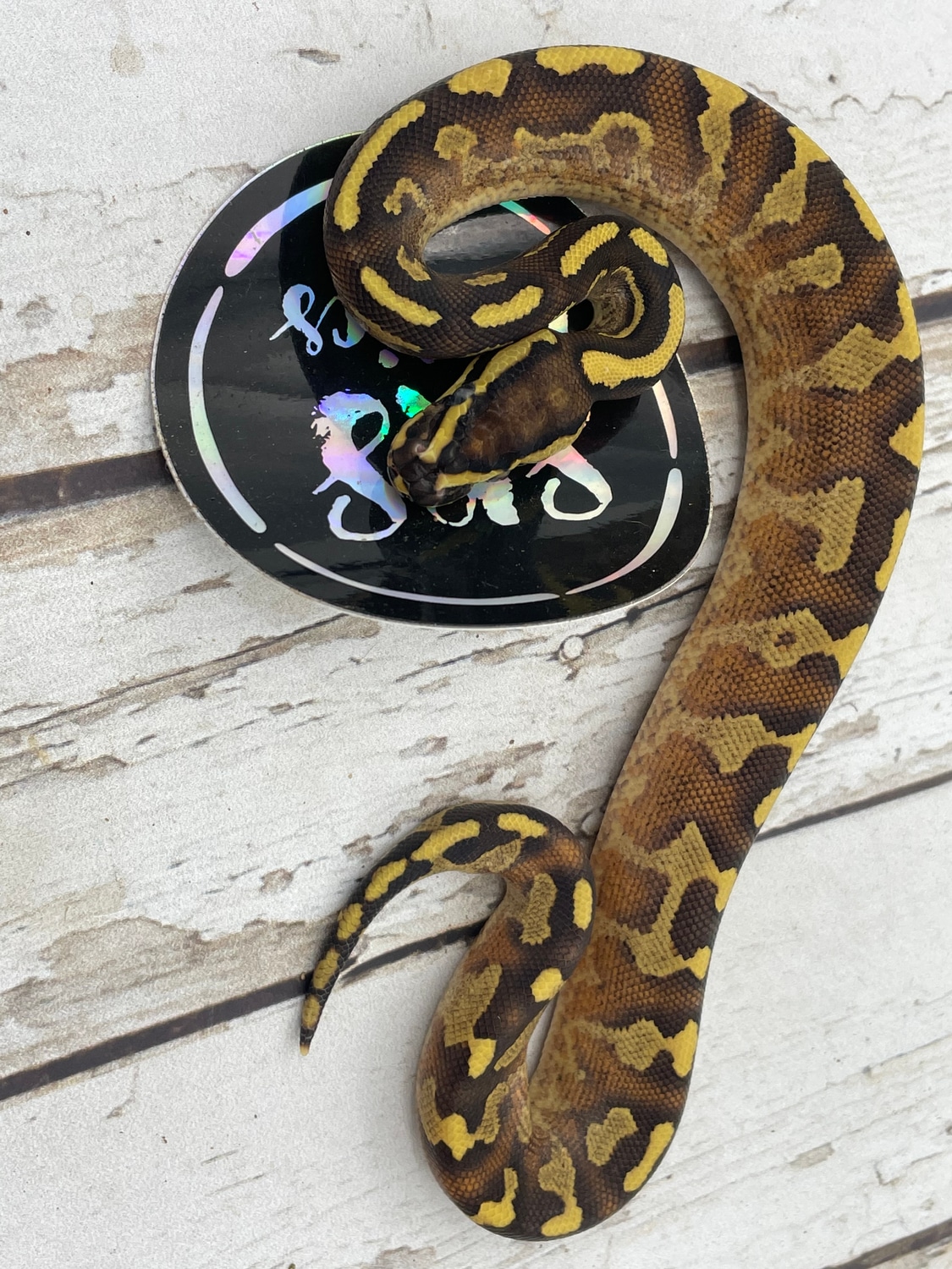Enchi Fire Super Asphalt Ball Python by Srs Exotics - MorphMarket