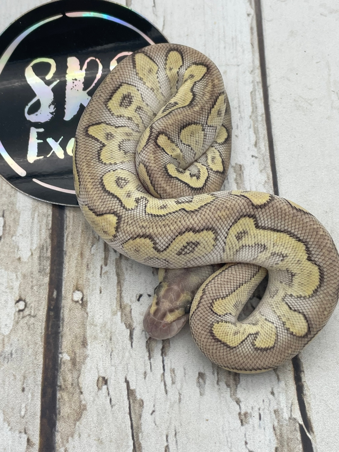 Ghi Lesser Clown Ball Python by Srs Exotics - MorphMarket