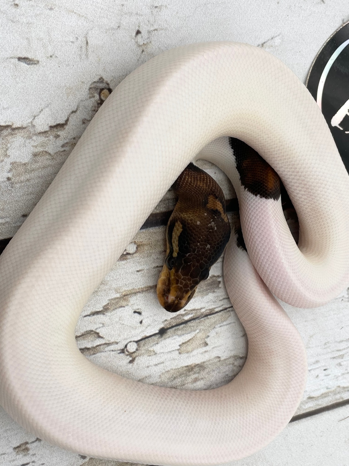 Black Pastel Pied Ball Python by Srs Exotics - MorphMarket