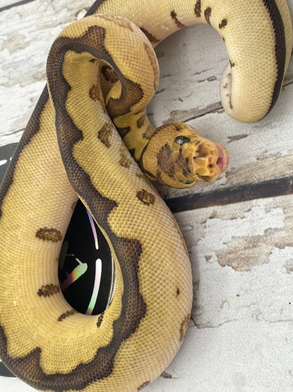 Wookie Spider Clown Ball Python by Srs Exotics