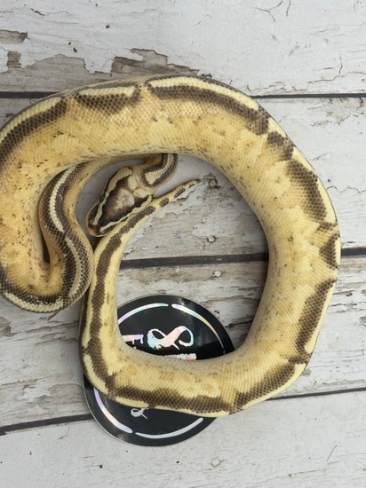 Python Cinnamon Freeway Redstripe Enchi Freeway Ball Python by Srs Exotics