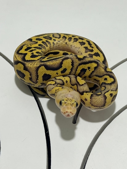 Fire Pastel Yellow Belly Clown Ball Python by Pennylane Projects