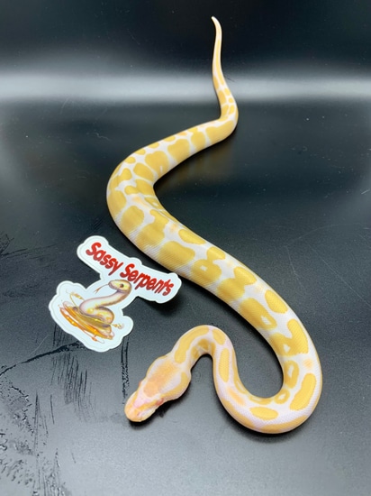 Albino, 50% Het VPI Axanthic Ball Python by Sassy Serpents