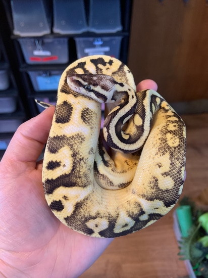 BubbleGum - Pastel, Calico, Poss Turbo Ball Python by Sassy Serpents