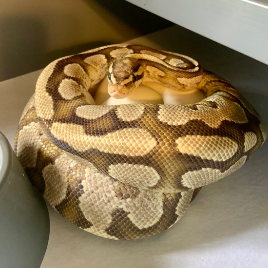 Leviathan Ball Python Leviathan Ball Python by Sassy Serpents