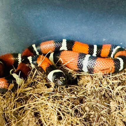 Milk Snake (Pueblan X Nelson) Pueblan Milk Snake