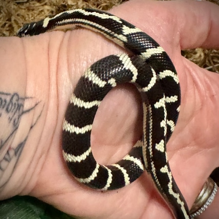 Black & White Striped California Kingsnake