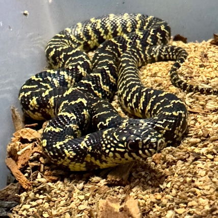 Florida Kingsnake