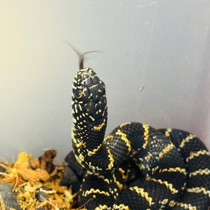 Red Florida Kingsnake