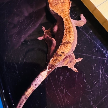 Possible Cappuccino - Sire: Diamond Boy (Lilly White), Damme: Kona (Cappuccino) - Unsexed Crested Gecko