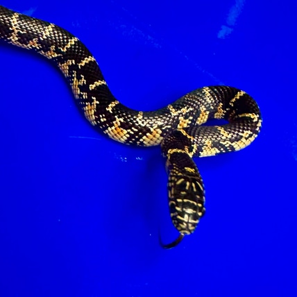Red Florida Kingsnake