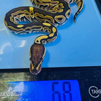 Het Red Axanthic - 50% Het Piebald Ball Python
