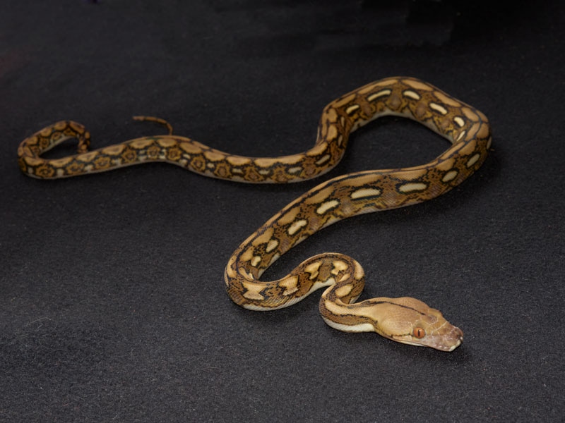 Motley Reticulated Python by Slitherpets - MorphMarket