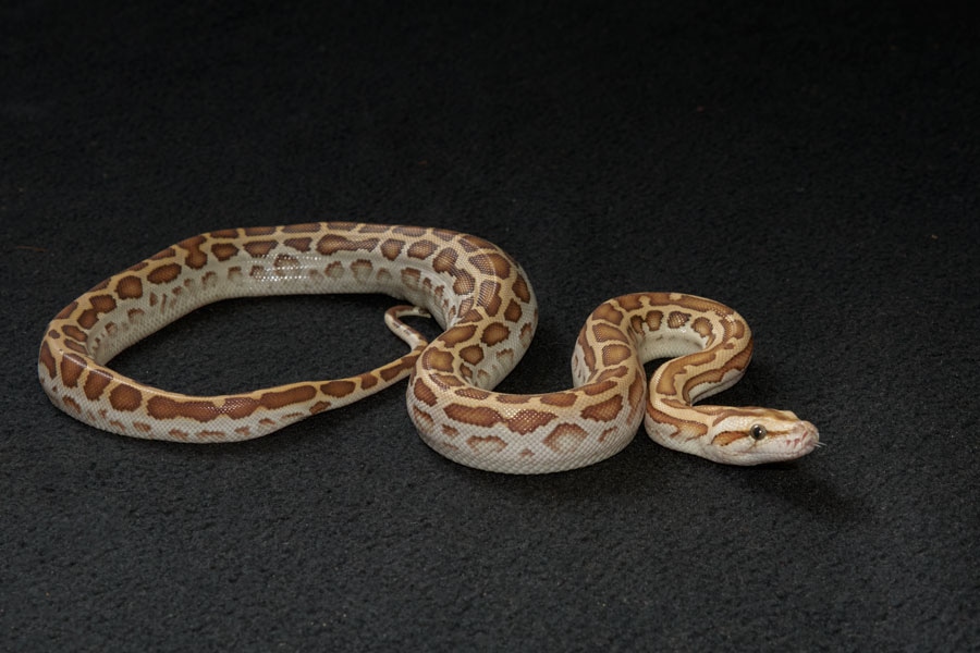 Hypo Burmese Python by Slitherpets - MorphMarket