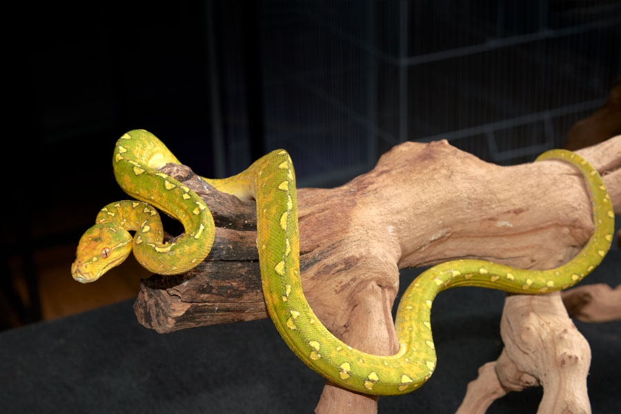 Biak Green Tree Python by Slitherpets - MorphMarket