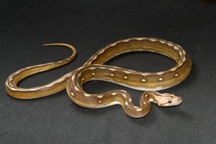 Platinum Motley Tiger Reticulated Python by Slitherpets - MorphMarket