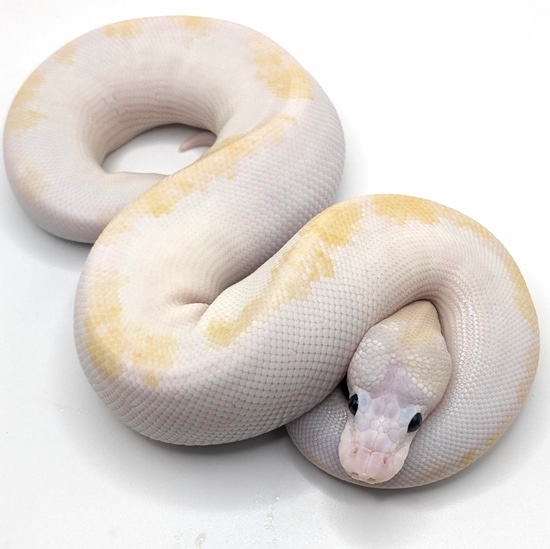 2024 (Pos Super) Pastel Super Fire Pos Enchi Male Ball Python by The ...
