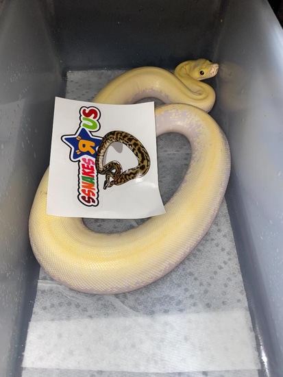 SALE! Ivory Burmese Python by Burm House