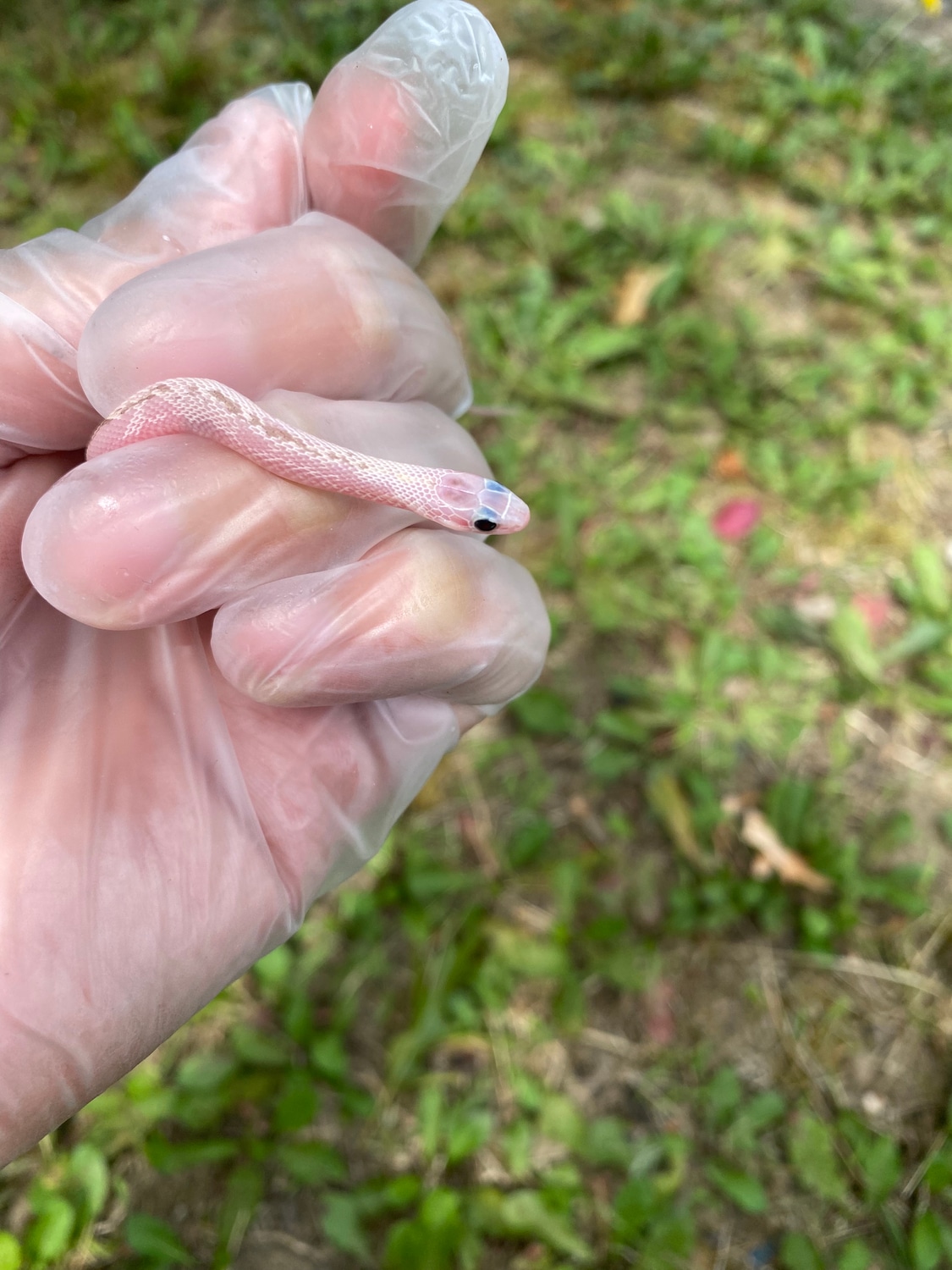 Pearl Plains Poss Het Albino (EXTREMELY RARE) Garter Snake by Burm House MorphMarket